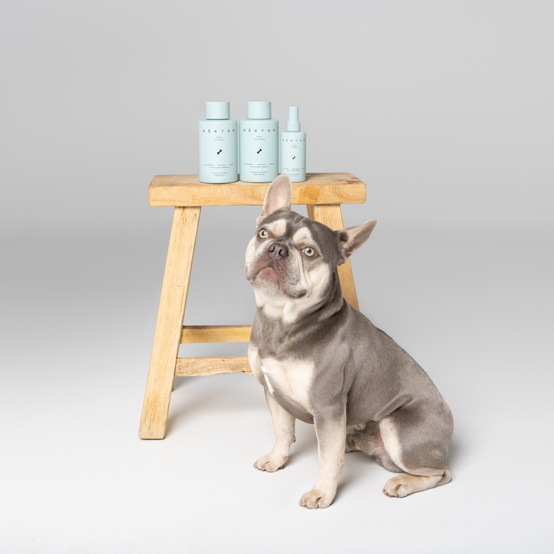 How to Keep Your Dog Smelling Fresh: A Review of the Best Dog Colognes